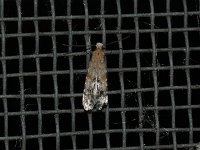 Homosetia costisignella - Saratoga County, NY - 06/07/15