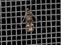 Homosetia fasciella - Saratoga County, NY - 06/20/20