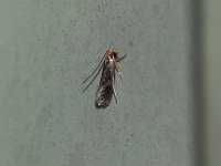 Monopis laevigella - Saratoga County, NY - 06/25/15