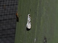 Nemapogon interstitiella - Saratoga County, NY - 05/16/15