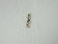 Nemapogon molybdanella - Saratoga County, NY - 10/21/14