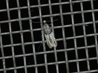 Oenoe hybromella - Saratoga County, NY - 07/24/15