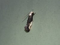 Pavlovski's Monopis Moth - Saratoga County, NY - 06/25/15