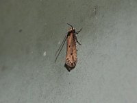 Tinea apicimaculella - Saratoga County, NY - 08/31/15