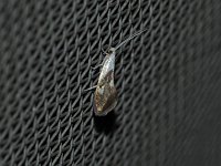 Unidentified Tineid Moths - Saratoga County, NY - 07/17/15