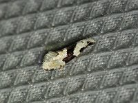 Unidentified Tineid Moths - Hartford County, CT - 07/31/15