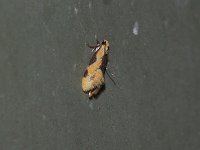 Yellow Wave Moth - Saratoga County, NY - 07/05/15