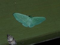 Badwing Moth - Saratoga County, NY - 05/17/15