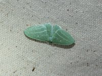 Badwing Moth - Saratoga County, NY - 06/10/15