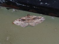 Bent-Line Carpet Moth - Saratoga County, NY Moth - 05/27/15