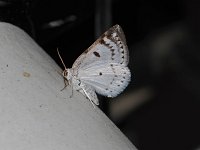 Bluish Spring Moth - Saratoga County, NY - 05/06/15