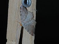 Blurry Chocolate Angle Moth - Saratoga County, NY - 05 /08/15