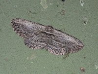 Brown Bark Carpet Moth - Saratoga County, NY - 05/24/15
