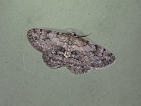 Brown-Shaded Gray Moth - Saratoga County, NY - 06/26/15