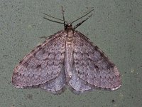 Bruce Spanworm Moth - Saratoga County, NY - 11/03/14