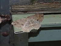 Canadian Melanolophia Moth - Saratoga County, NY - 05/10/15