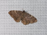 Cherry Scallop Shell Moth - Saratoga County, NY - 06/13/15