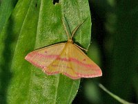 Chickweed Geometer - Saratoga County, NY - 08/14/14