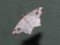 Common Angle Moth - Saratoga County, NY - 05 /12/15