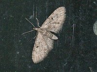 Common Eupithecia - Saratoga County, NY - 11/04/14