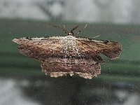 Common Lytrosis Moth - Saratoga County, NY - 06/13/15