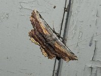 Common Lytrosis Moth - Hartford County, CT - 06/19/15