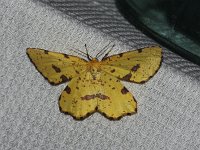 Crocus Geometer Moth- Saratoga County, NY - 05/29/04