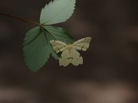 Crocus Geometer Moth- Hamilton County, NY - 07/14/07
