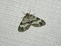 Double-Banded Carpet Moth - Saratoga County, NY - 05/23/15