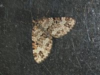 Double-Banded Carpet Moth - Saratoga County, NY - 06/11/15