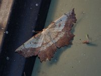 Effective Euchlaena Moth - Saratoga County, NY - 06/19/20