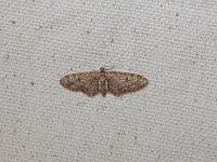 Eupithecia columbiata - Saratoga County, NY - 05/01/15