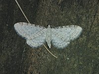 Eupithecia cretaceata - Saratoga County, NY Moth - 05/15/15