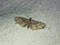 Eupithecia lariciata - Saratoga County, NY - 06/09/15