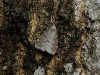 Fall Cankerworm Moth - Saratoga County, NY - 11/23/14