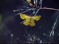 False Crocus Geometer Moth - Saratoga County, NY