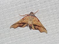 Fervid Plagodis Moth - Saratoga County, NY - 05/06/15
