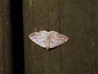 Gray Spring Moth - Saratoga County, NY - 05/01/15