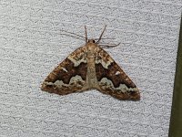 Gray Spruce Looper Moth - Saratoga County, NY - 07/08/15