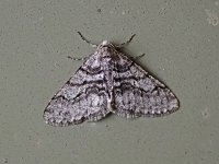 Half-Wing Moth - Saratoga County, NY - 04/12/15