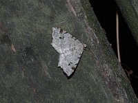 Hemlock Angle Moth - Saratoga County, NY - 06/25/15