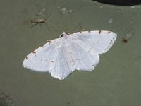 Lesser Maple Spanworm Moth - Saratoga County, NY - 06/12/15