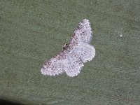 Light Carpet Moth - Saratoga County, NY - 06/05/15