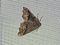 Morrison's Pero Moth - Saratoga County, NY - 05/25/15