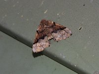 Morrison's Pero Moth - Saratoga County, NY - 05/26/15