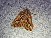 Northern Pine Looper Moth - Saratoga County, NY - 06/06/20