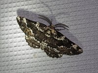 Oak Beauty Moth - Saratoga County, NY - 05/26/20