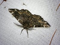 Oak Beauty Moth - Saratoga County, NY - 05/27/20