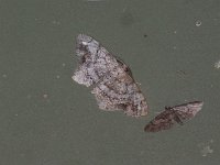 One-Spotted Variant Moth - Saratoga County, NY - 06/04/15