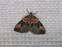 Orange-Barred Carpet Moth - Saratoga County, NY - 06/17/15